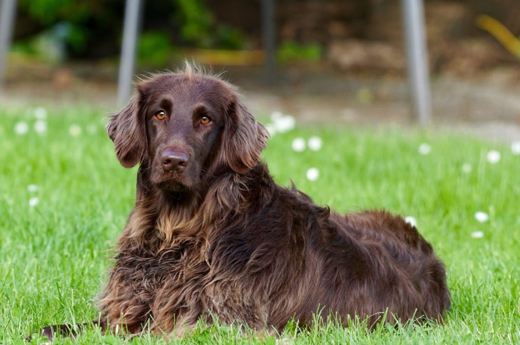 Adult Flat-coated Retriever Lying on Lawn Grass Selective Focus Photography // Healthier Pets Today