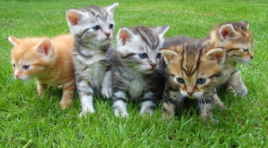 Assorted Color Kittens // Healthier Pets Today