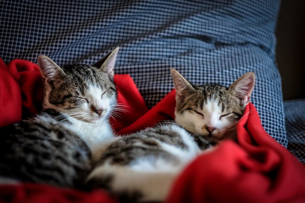 Black and White Tabby Cats Sleeping on Red Textile // Healthier Pets Today