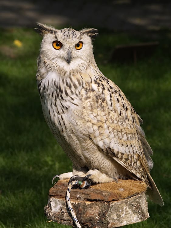 White and Black Owl Staring // Healthier Pets Today