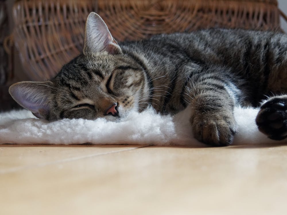 Brown Tabby Cat Lying on Shag Rug // Healthier Pets Today