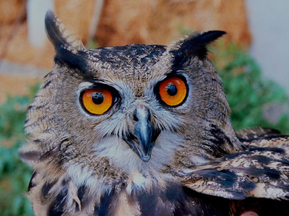 Brown White and Black Owl // Healthier Pets Today