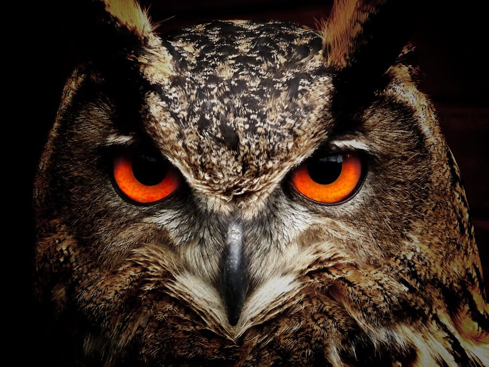 owls, Brown and Black Owl Staring // Healthier Pets Today