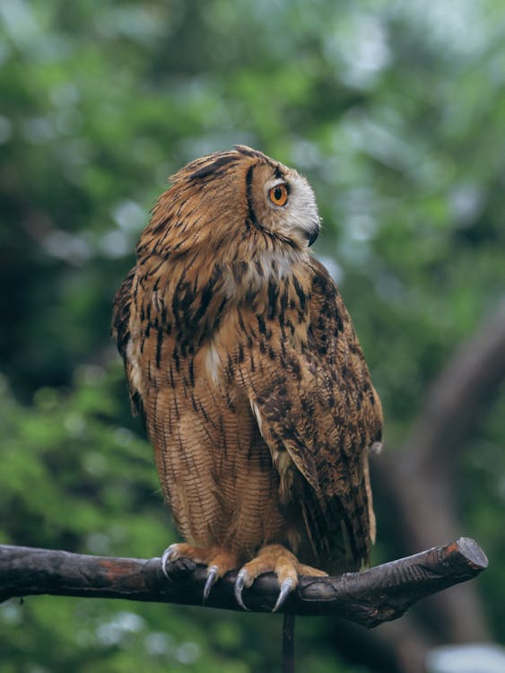 Close Up Photo of a Eurasian Eagle Owl // Healthier Pets Today