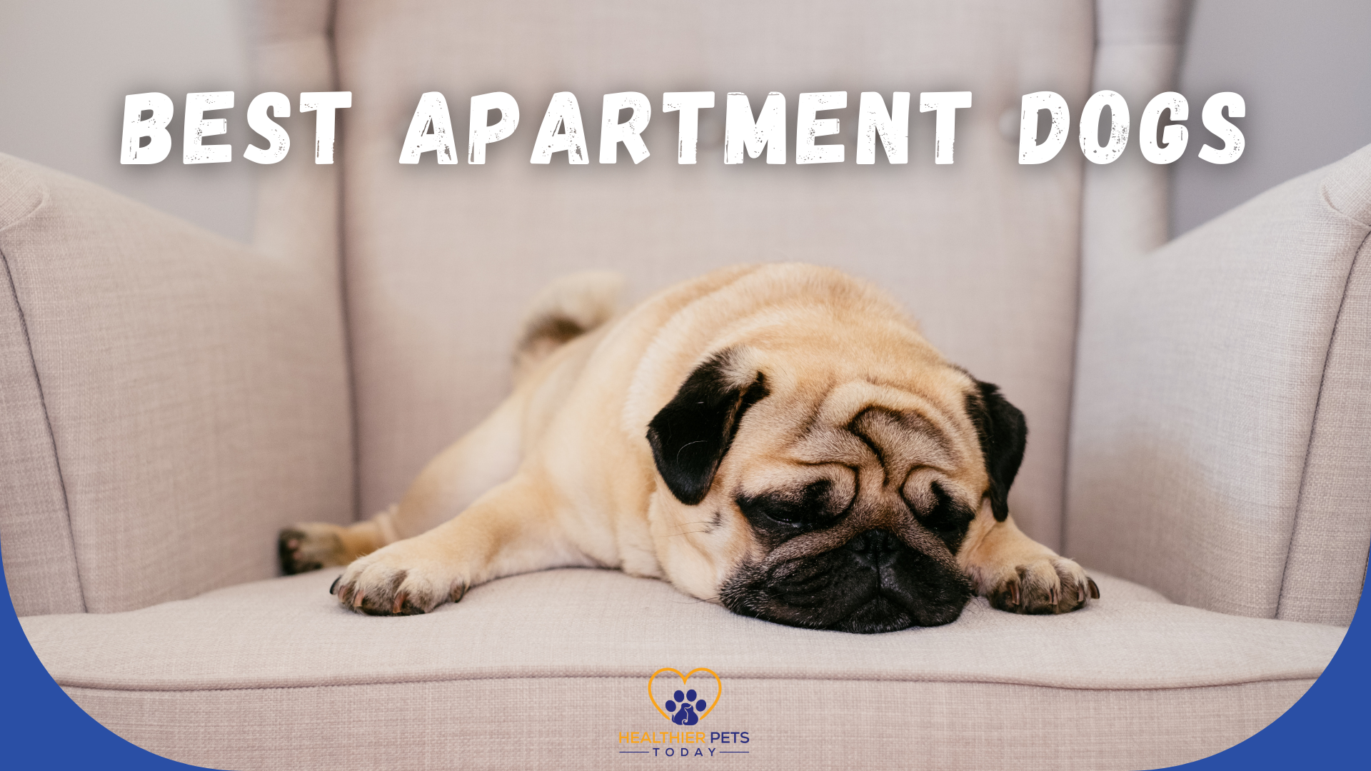 Text “Best Apartment Dogs” with a pug sleeping on a beige chair // Healthier Pets Today