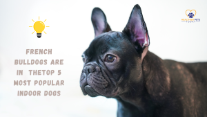 Text “French Bulldogs are in the top 5 most popular indoor dogs” with close-up of a black French Bulldog // Healthier Pets Today