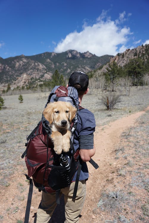 Man With Blue and Maroon Camping Bag // Healthier Pets Today