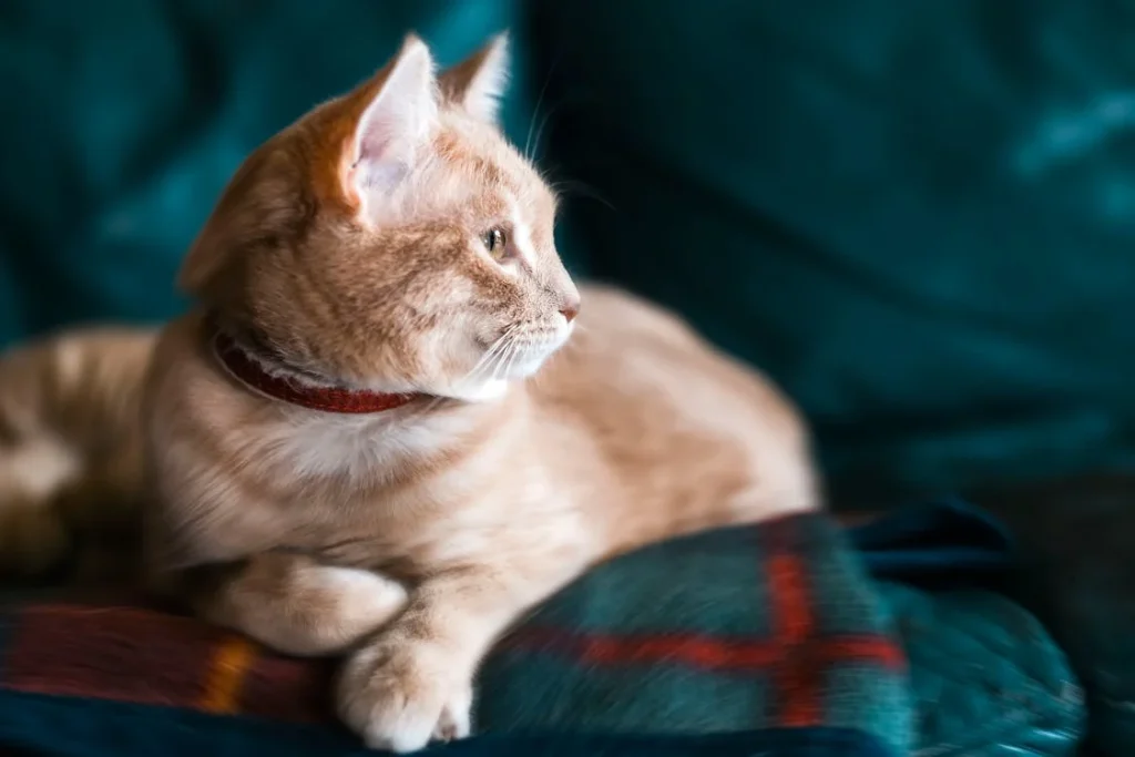 Orange Tabby Cat With Red Collar on Green Sofa // Healthier Pets Today