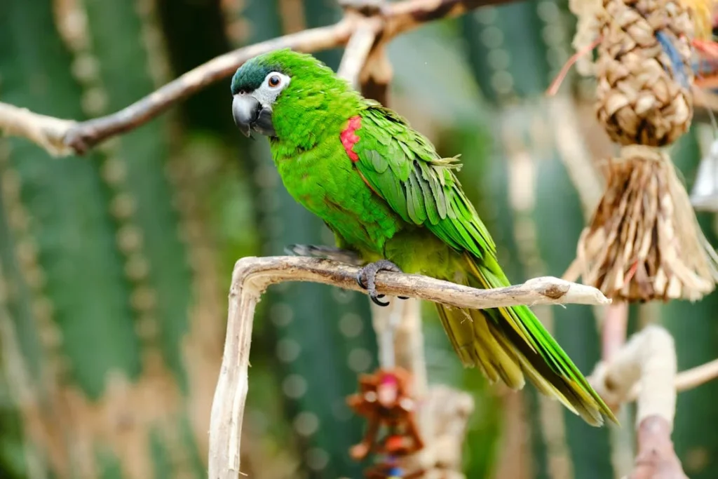 Parrot Perching on Twig // Healthier Pets Today