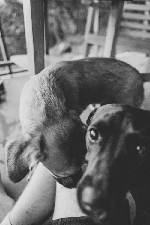Pets in Black and White // Healthier Pets Today