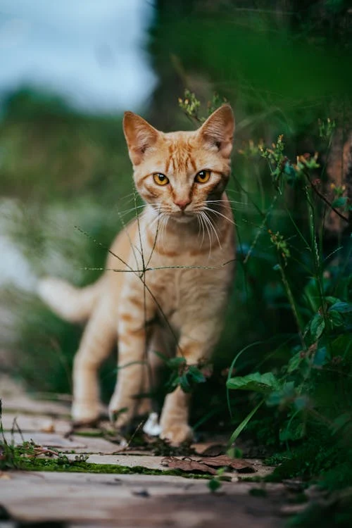 Photo of a Small Ginger Cat Standing near the Grass Outside // Healthier Pets Today
