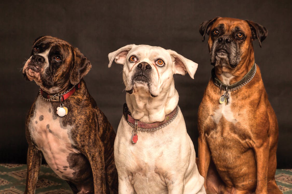 Photography of Three Dogs Looking Up // Healthier Pets Today