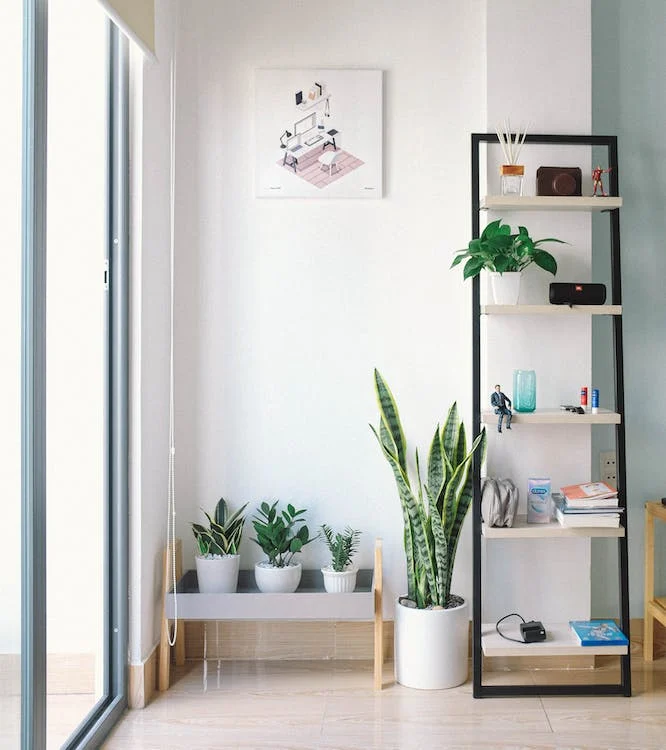 Rectangular White and Black Wooden Display Rack Beside Green Snake Plant // Healthier Pets Today