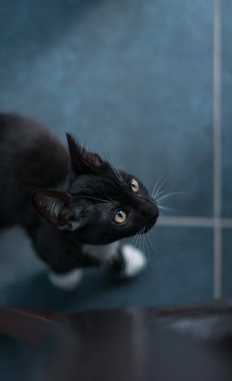 integrating new pets, Selective Focus Photography Of Tuxedo Cat // Healthier Pets Today