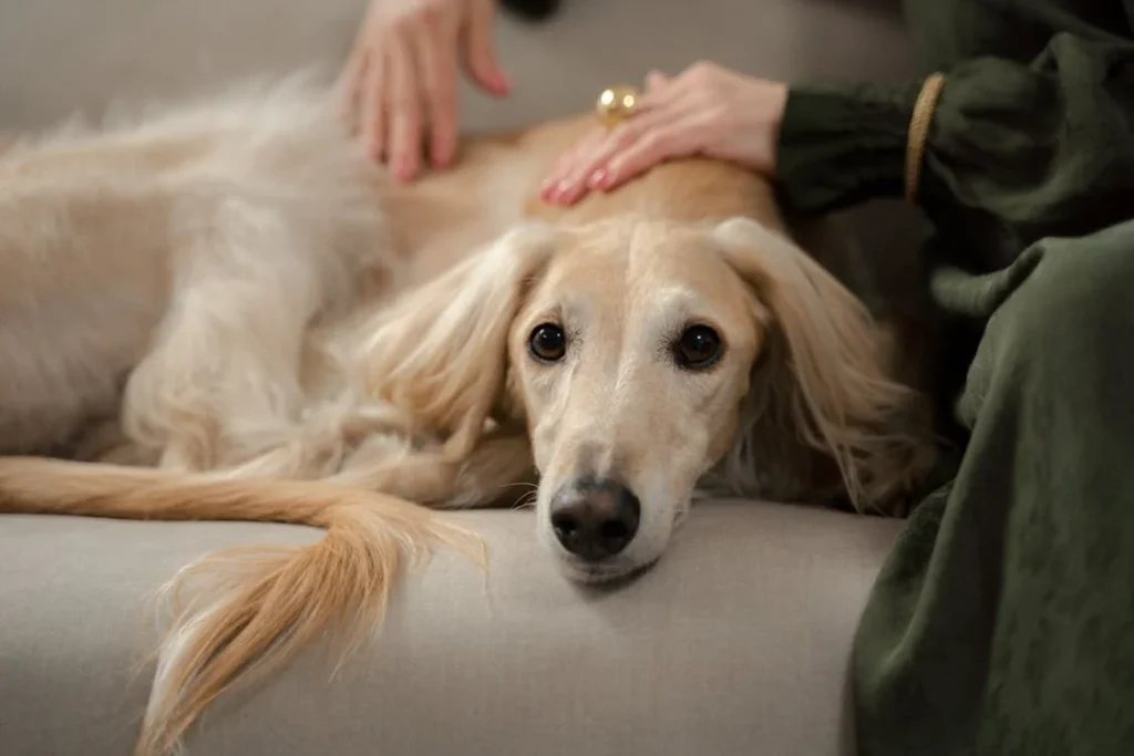 Senior Pet Care, Woman stroking a Dog // Healthier Pets Today