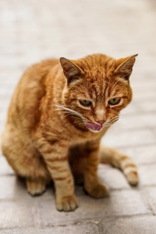 Pet Insurance Guide, Short-fur Brown Cat Close-up Photography // Healthier Pets Today