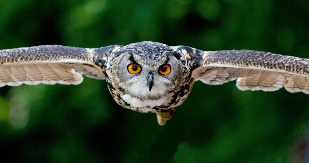 Tanning Photography of Flying Eagle-owl // Healthier Pets Today