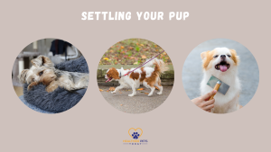 Text “Settling Your Pup” above three circular images: a Yorkie resting, a Cavalier King Charles Spaniel walking on a leash, and a fluffy dog being brushed // Healthier Pets Today