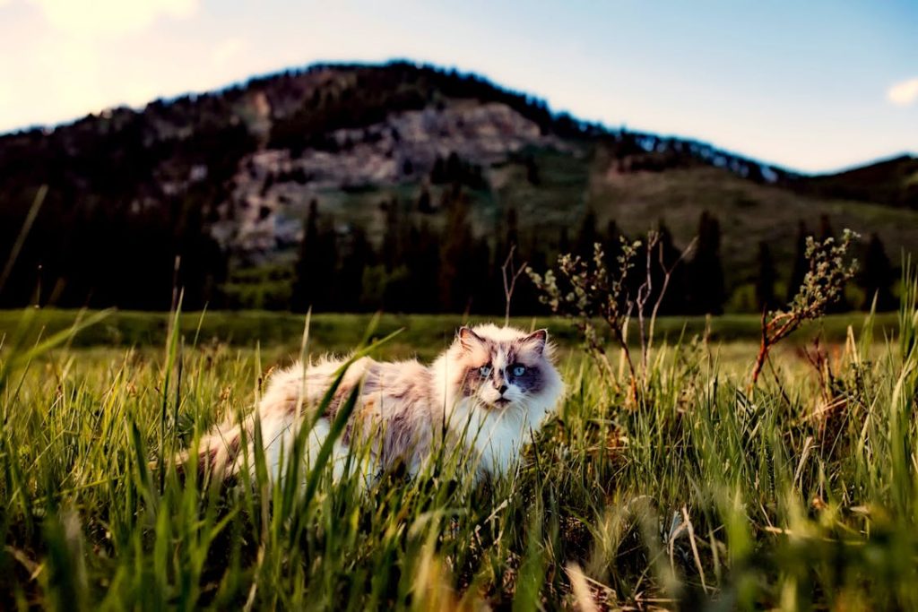 White Cat on Grass Field // Healthier Pets Today