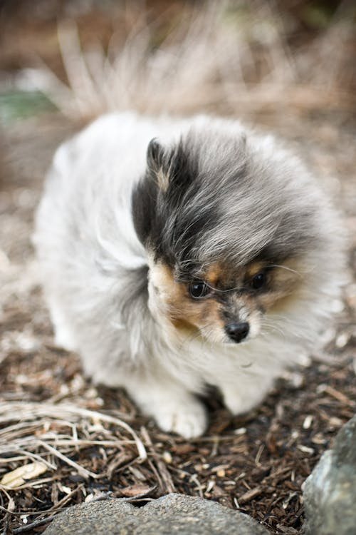White and Gray Long Coat Small Dog // Healthier Pets Today