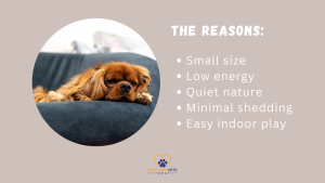 Text “The Reasons: Small size, Low energy, Quiet nature, Minimal shedding, Easy indoor play” with a Cavalier King Charles Spaniel lying on a couch // Healthier Pets Today