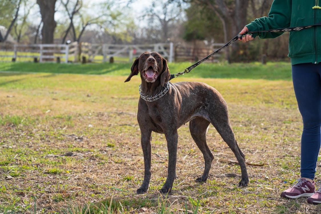Indoor pets and outdoor pets, Woman Walking a Dog on the Leash // Healthier Pets Today