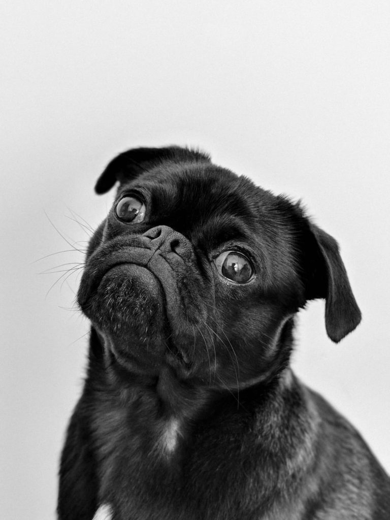 black pug looking up, white wall // Healthier Pets Today