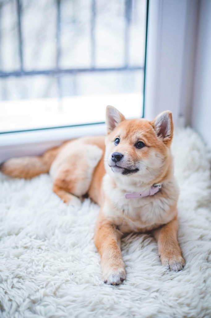 fluffy dog laying on white carpet, big window, snow outside // Healthier Pets Today