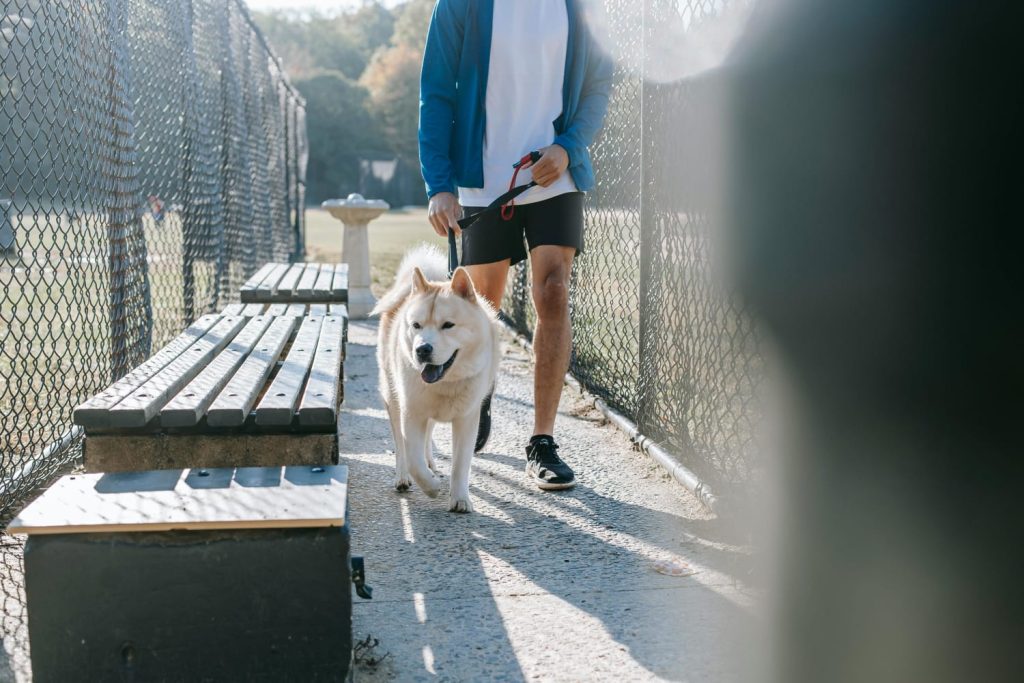 man walking white dog near wooden bench, fences, sun shining // Healthier Pets Today