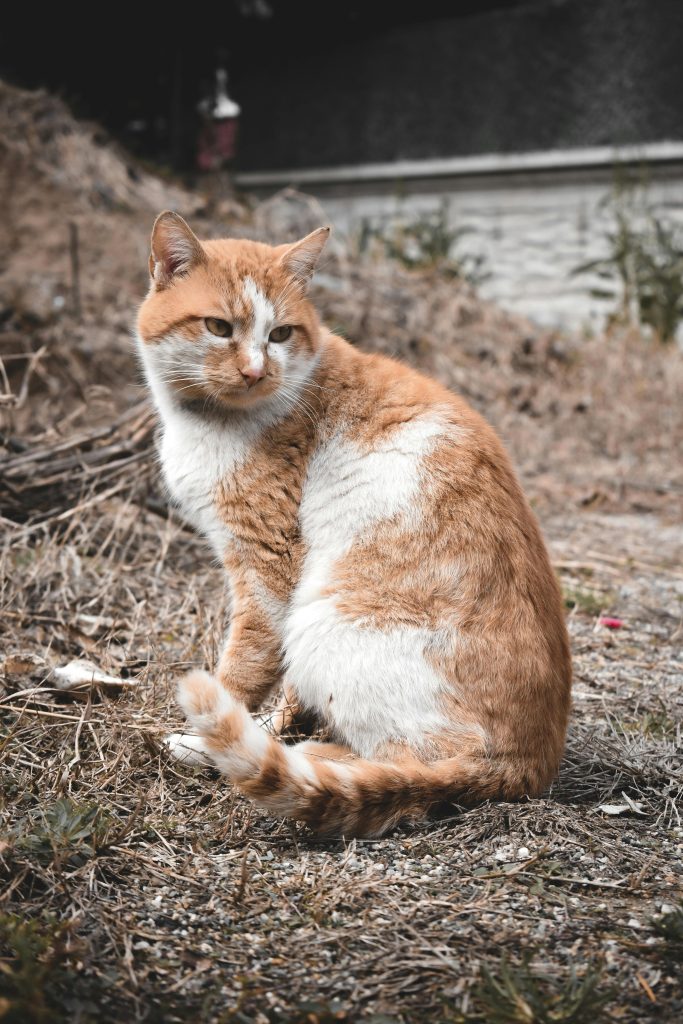 White and Brown Tabby Cat // Healthier Pets Today