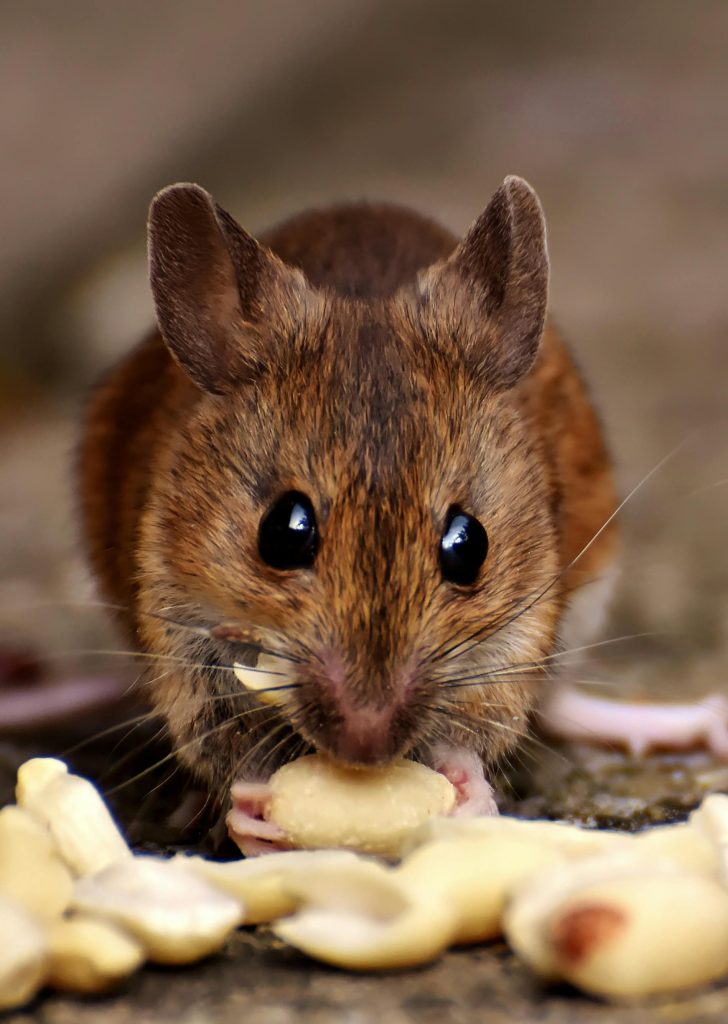 Brown Rat Eating Food // Healthier Pets Today
