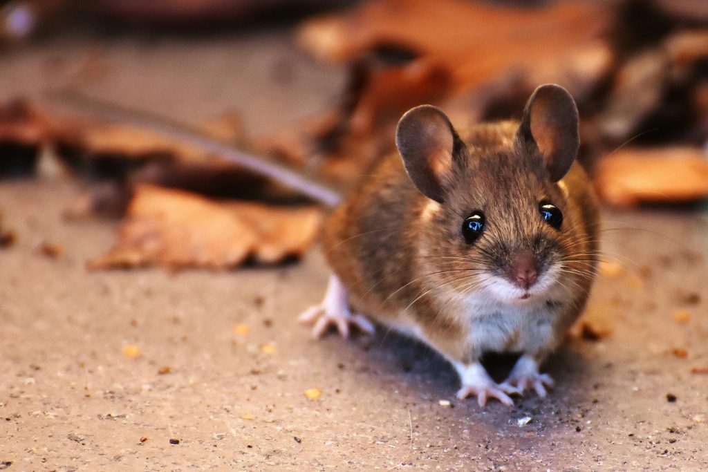 Brown Mouse Beside Fallen Leaves // Healthier Pets Today