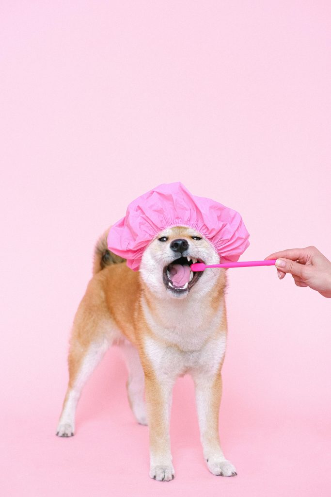 Person Using A Toothbrush On Dog With Shower Cap // Healthier Pets Today
