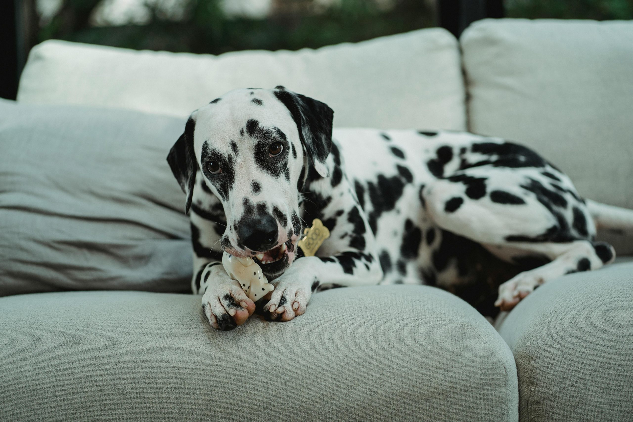 Dalmatian Chewing on Toy // Healthier Pets Today