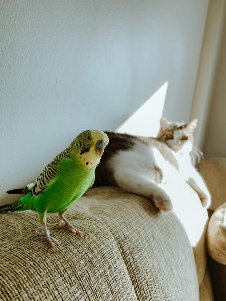 Parrot and Cat on a Sofa Backrest // Healthier Pets Today