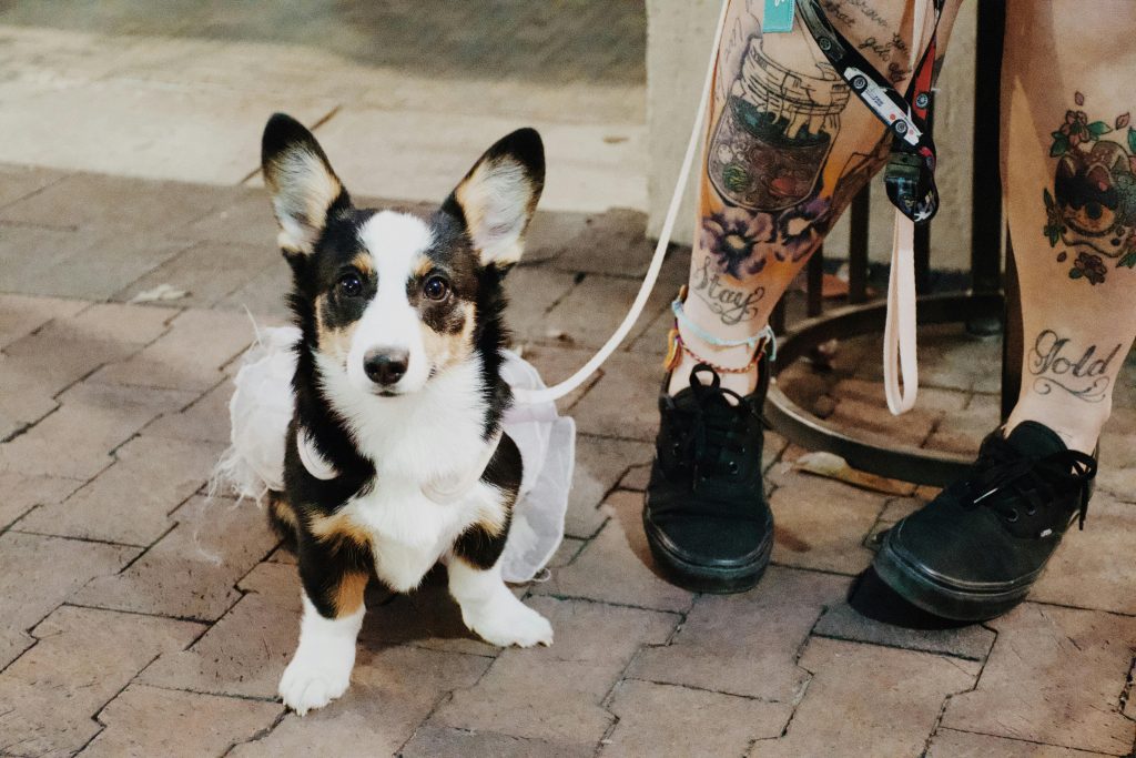 Corgi Standing beside its Owner // Healthier Pets Today