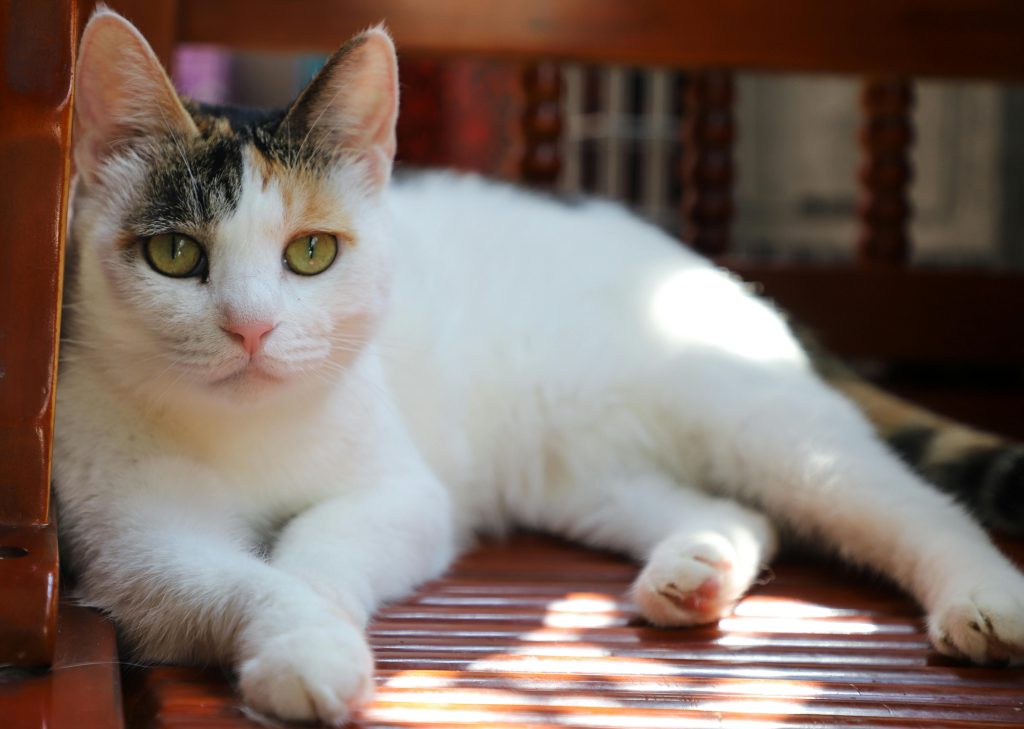 white cat, laying, on wooden bench, suns shining on cat // Healthier Pets Today