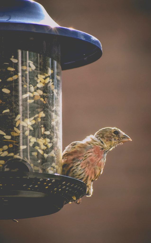 Small bird sitting on bird feeder // Healthier Me Today