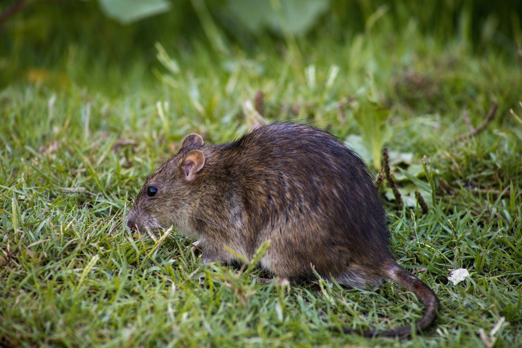 Rodentia, Brown Rodent on Green Grass // Healthier Pets Today