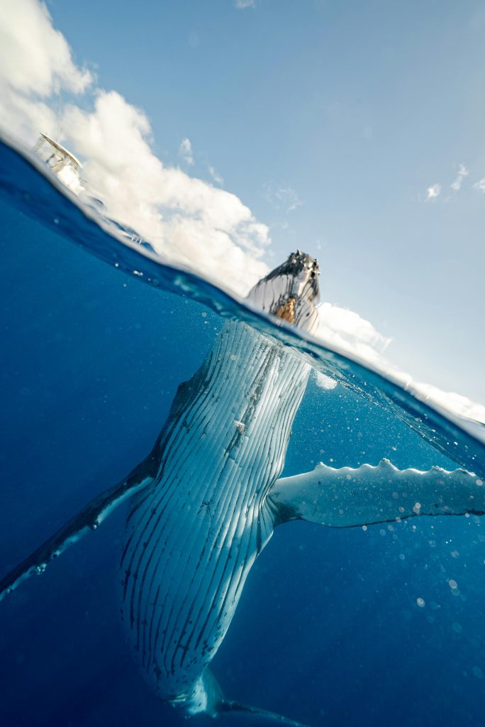 Split Shot of Whale, Danger Signs // Healthier Pets Today