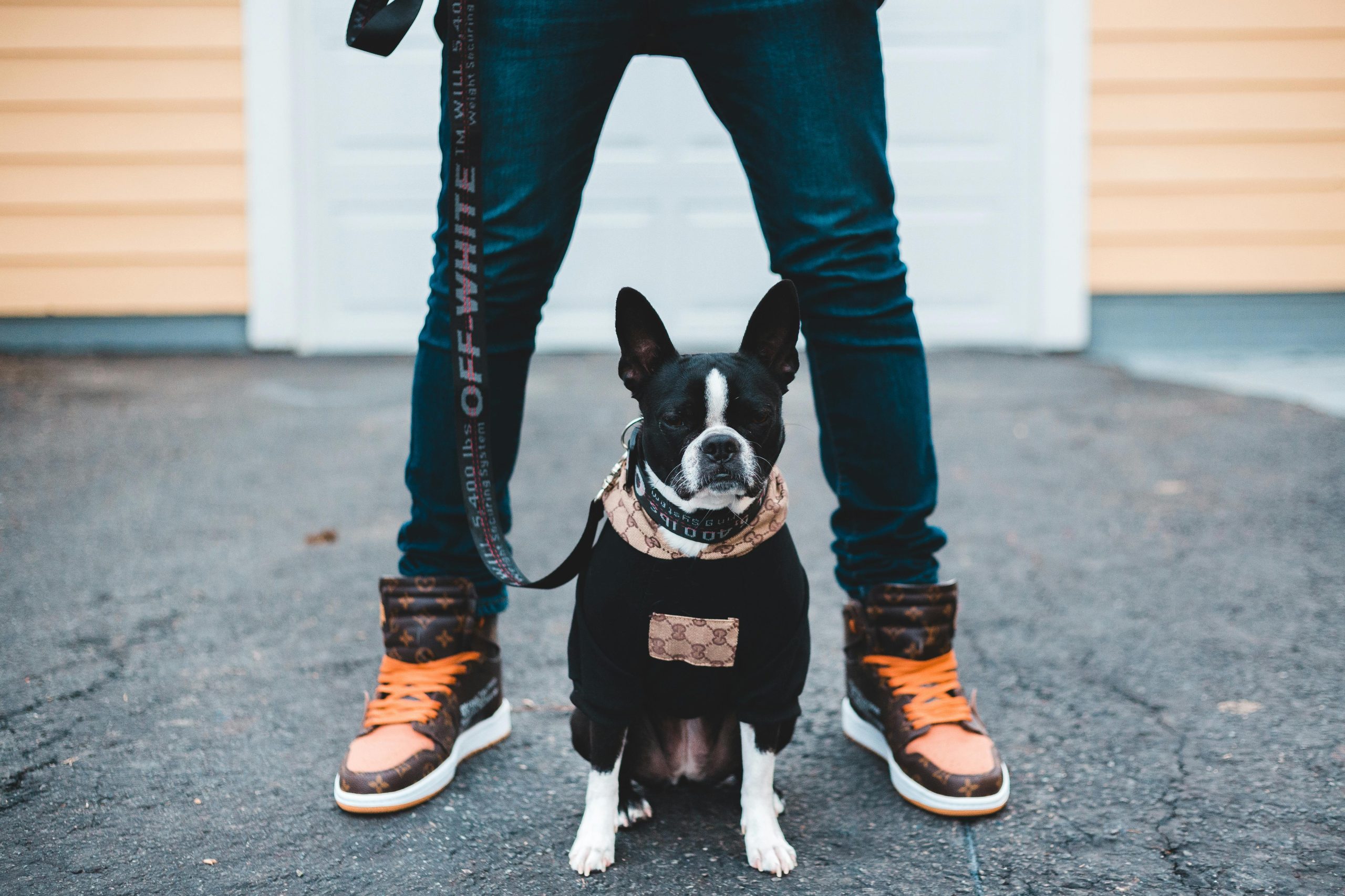 Person in Blue Denim Jeans and Brown Sneakers Holding Black and White Short Coated Dog // Healthier Pets Today