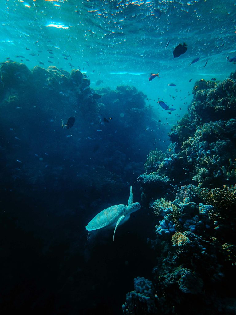 Assorted Fish in Sea With Corals // Healthier Pets Today