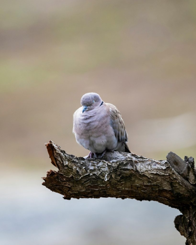 White Bird Perched on Brown Tree Branch // Healthier Me Today