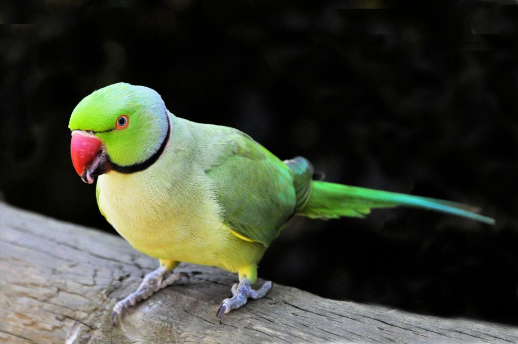 Rose-ringed Parakeet // Healthier Me Today