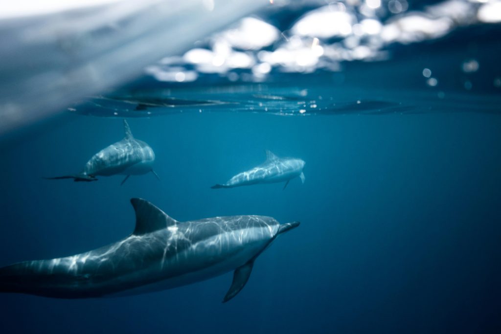 Split-shot Photo of Dolphins Underwater // Healthier Pets Today