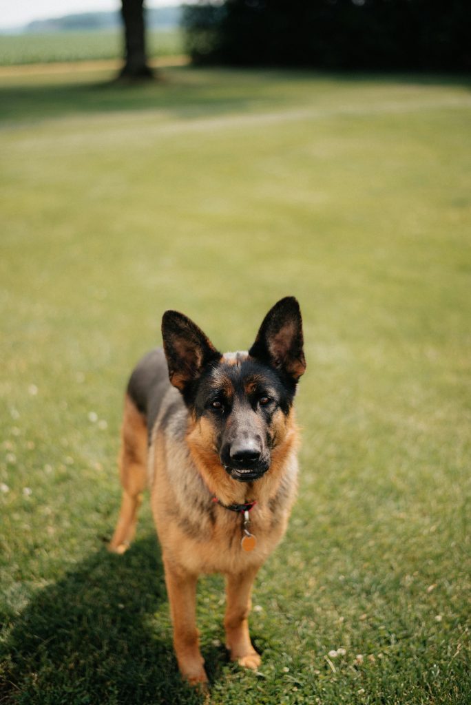 A German Shepherd Standing on the Grass in a Park // Healthier Pets Today