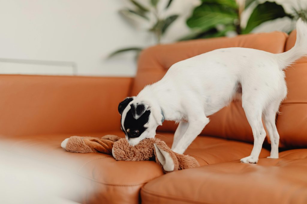 Dog on Sofa Biting Fluffy Toy // Healthier Pets Today