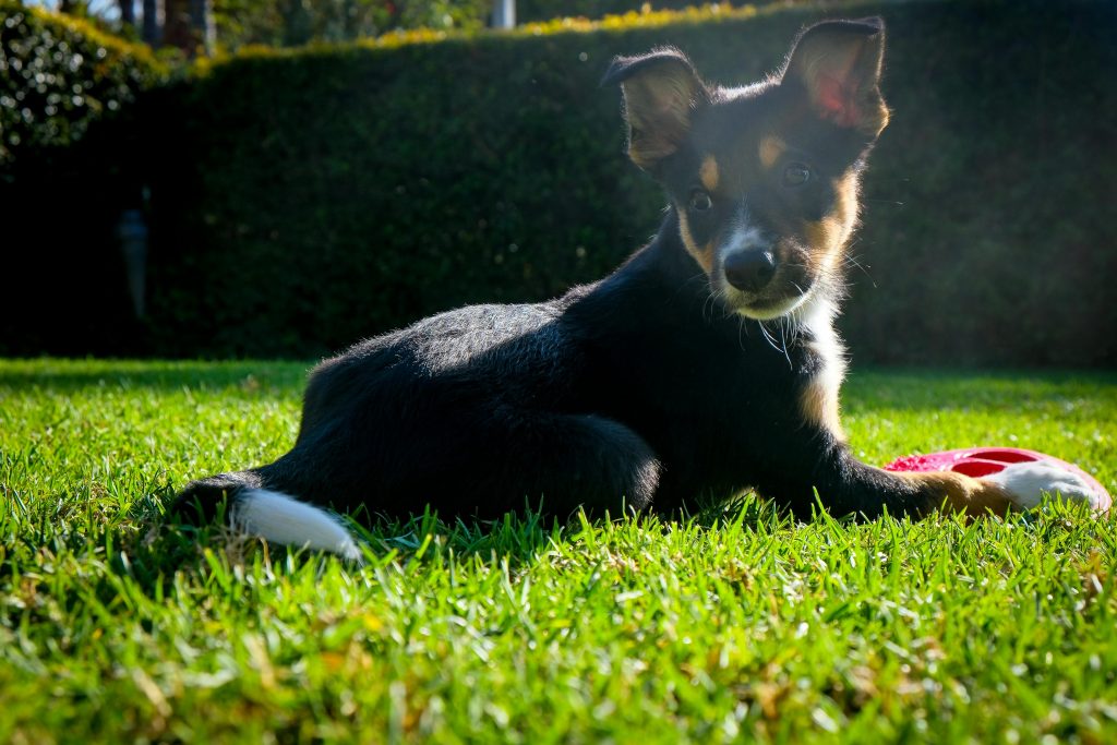 Puppy Lying on Grass with pet toys // Healthier Pets Today