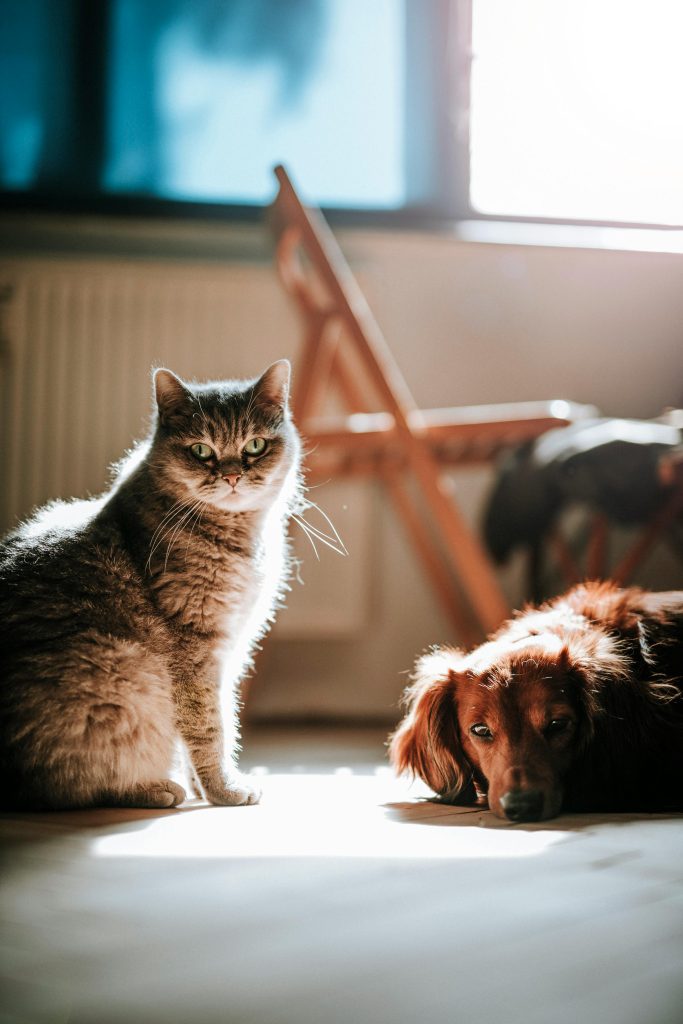Dog and Cat on the Floor, Animal Friendship // Healthier Pets Today