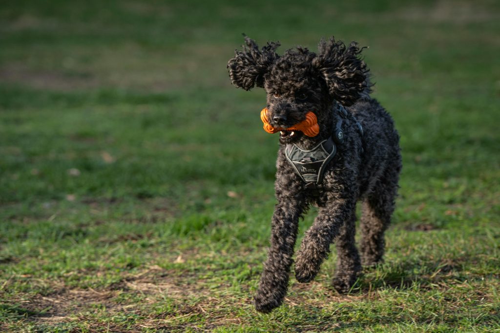 Funny Black Puddle Dog Running with a Toy Bone in Teeth // Healthier Pets Today